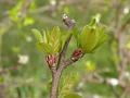 2011-0306-1340_Crab_Apple_6,5C